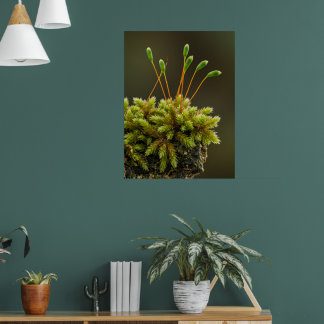 Moosmotiv Poster