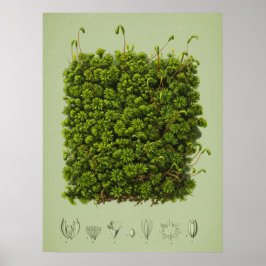 Moosmotiv Poster