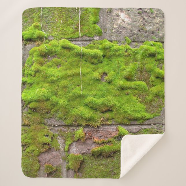 Mooswand, grüne Gesteinsstruktur Sherpadecke (Vorderseite)