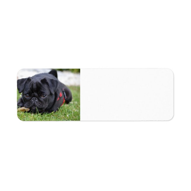 Mops (Vorne)