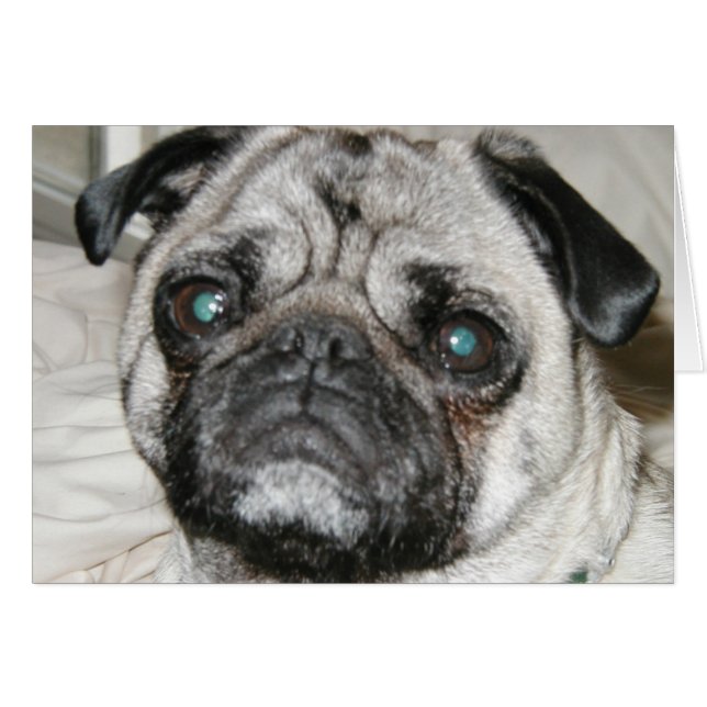 Mops (Vorderseite (Horizontal))