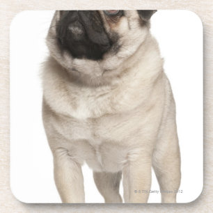 Mops (13 Monate alte) oben schauend Untersetzer