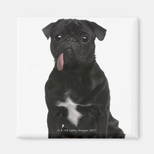 Mops (1-Jähriges) sitzend mit seinem Zungehängen Magnet