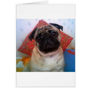 Mops 4.png
