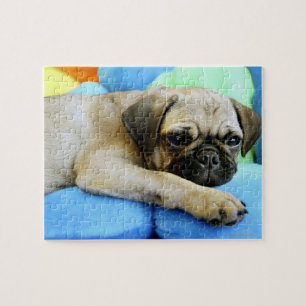 Mops auf Kissen