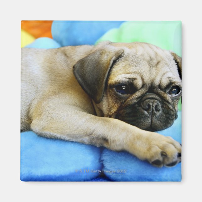 Mops auf Kissen Magnet (Vorne)