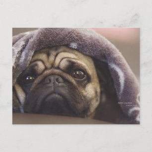 Mops Aura Postkarte