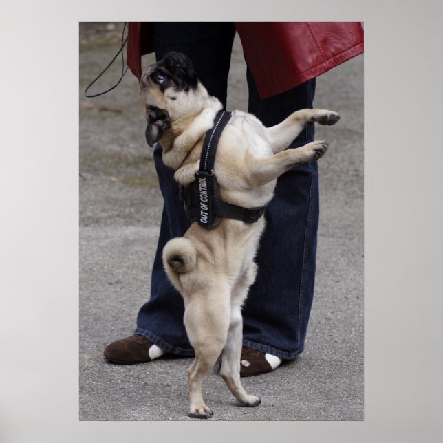 Mops aus der Kontrolle Poster (Vorne)