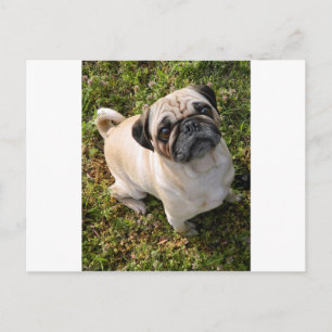 Mops ausgefüllt.png postkarte