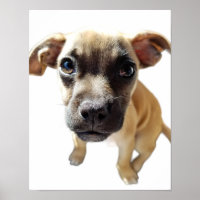 Mops + Chihuahua = Niedlicher Welpenhund je