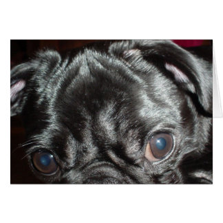 Mops Closeup-Karte - Leerseite im Inneren