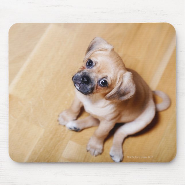 Mops Cross Cavalier King Charles Spaniel Mousepad (Vorne)