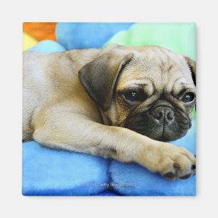 Mops, der auf Kissen legt Magnet