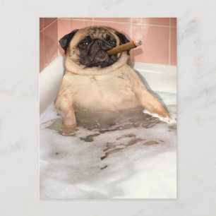 Mops, der eine Blase im Bad nimmt Einladungspostkarte
