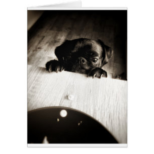 Mops, der in bw späht