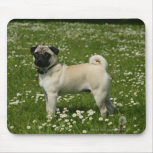 Mops, der in den Blumen spielt Mousepad