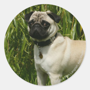 Mops, der Kamera betrachtet Runder Aufkleber