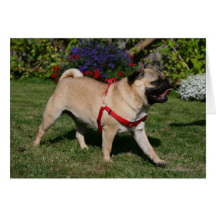 Mops, der rotes Geschirr trägt