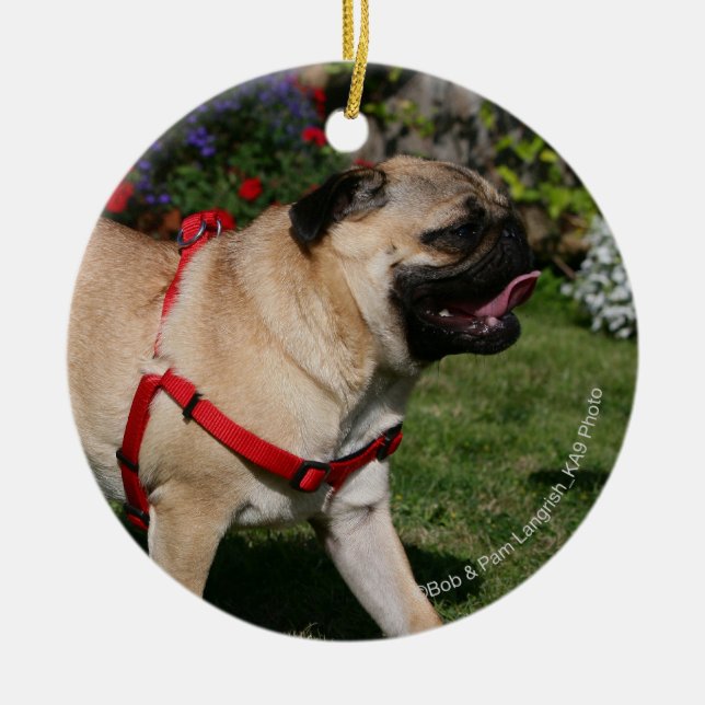 Mops, der rotes Geschirr trägt Keramik Ornament (Vorne)
