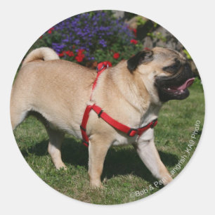 Mops, der rotes Geschirr trägt Runder Aufkleber