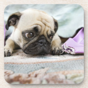 Mops, der unschuldig schaut, nachdem weg die Zehe Getränkeuntersetzer