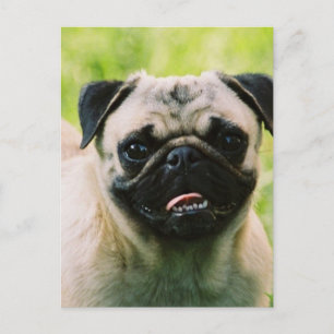Mops-Diskettenlaufkarte Postkarte
