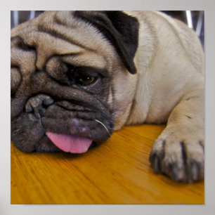 Mops ein zu vieler Plakat-Druck Poster