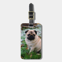 Mops-Einsatz Ihr eigenes Foto