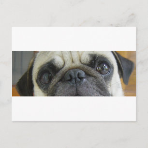 Mops fawn eyes.png postkarte