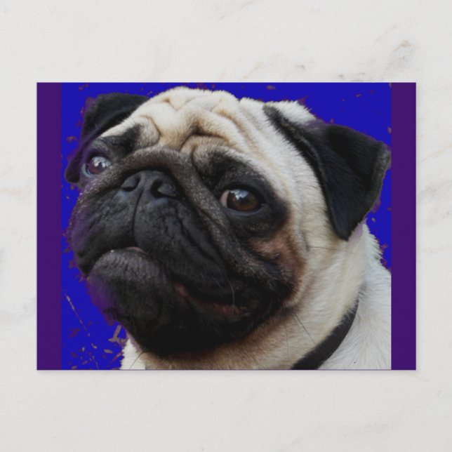 Mops—Geschenke—Verliebtes Gesicht Postkarte (Vorderseite)