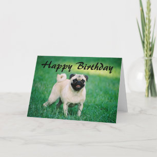Mops Happy Birthday Karte