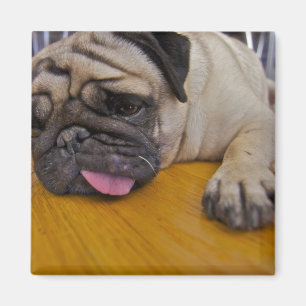 Mops hatte einen zu vielen quadratischen Magneten Magnet