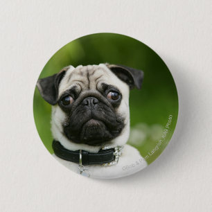 Mops Headshot Button