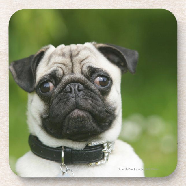 Mops Headshot Getränkeuntersetzer (Vorderseite)