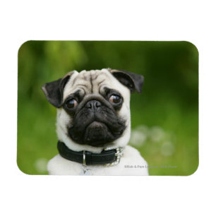 Mops Headshot Magnet