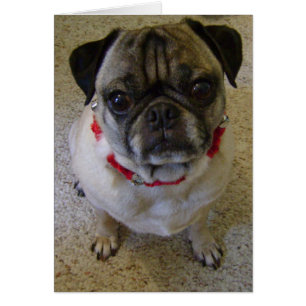Mops-Hund