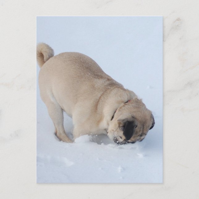 Mops Hund, der den Winterschnee spielt Postkarte (Vorderseite)