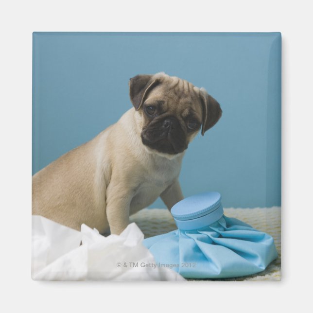 Mops-Hund, der mit einer Heißwasserflasche im Bett Magnet (Vorne)