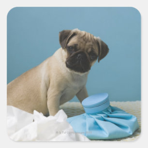 Mops-Hund, der mit einer Heißwasserflasche im Bett Quadratischer Aufkleber