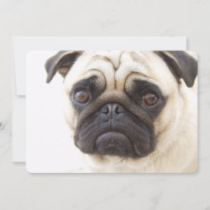 Mops Hund Einladung
