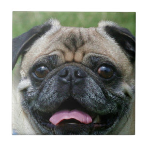 Mops-Hund Fliese