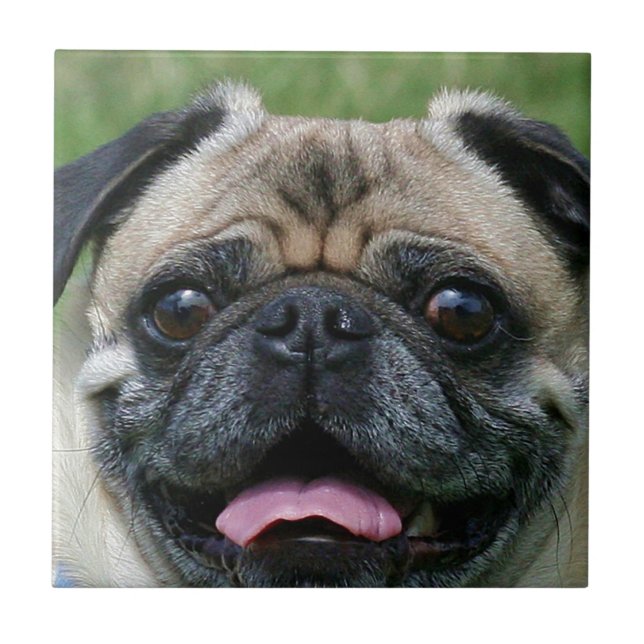 Mops-Hund Fliese (Vorderseite)