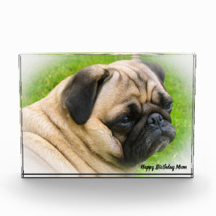 Mops-Hund. Fotoblock
