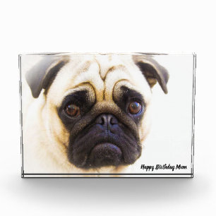 Mops-Hund. Fotoblock
