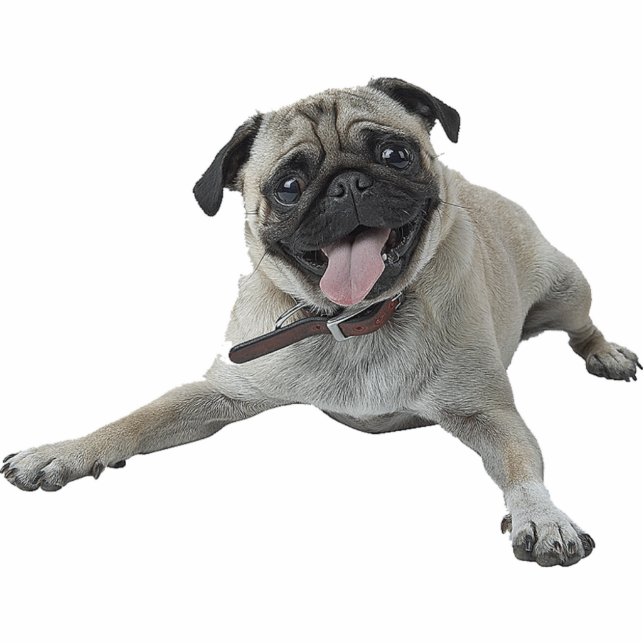 Mops-Hund Freistehende Fotoskulptur (Vorne)
