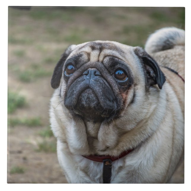 Mops Hund Keramik Fliese (Vorderseite)