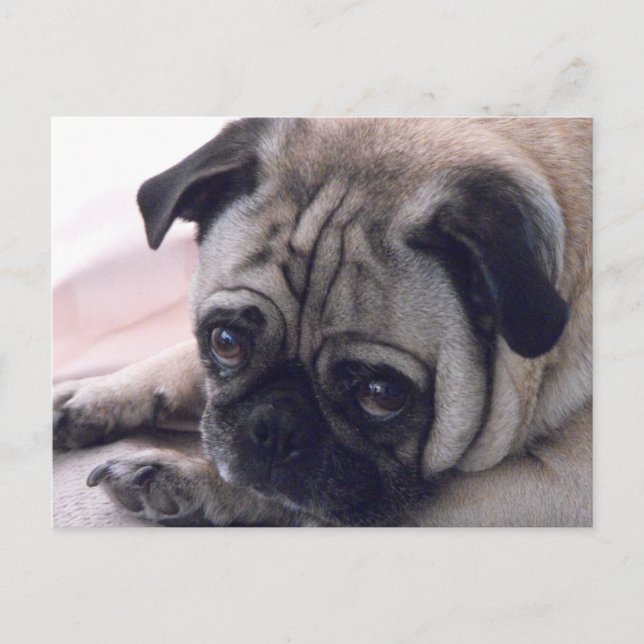 Mops Hund Postkarte (Vorderseite)