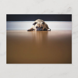 Mops Hund Welpe Grumpy Süße Tier Pet Wrinkly Postkarte