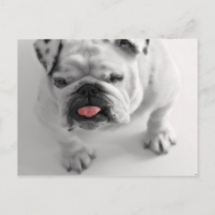 Mops Hund Welpe Niedlich Pet Postkarte