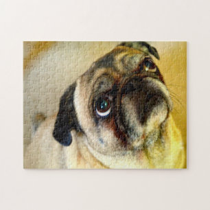 Mops-Hunde.